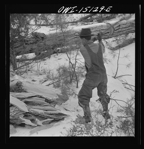 Untitled photo, possibly related to: Trampas, New Mexico. The United States Forest service marked this dead tree. Juan Lopez, the majordomo (mayor) [i.e., steward], and his son cut it down, split it up, and carry it home for fuel