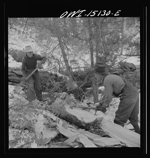 Untitled photo, possibly related to: Trampas, New Mexico. The United States Forest service marked this dead tree. Juan Lopez, the majordomo (mayor) [i.e., steward], and his son cut it down, split it up, and carry it home for fuel