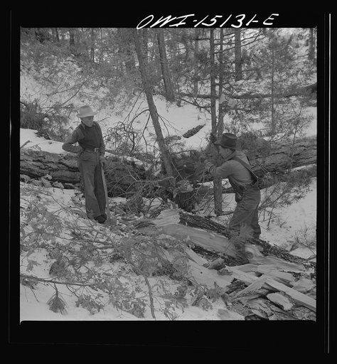 Untitled photo, possibly related to: Trampas, New Mexico. The United States Forest service marked this dead tree. Juan Lopez, the majordomo (mayor) [i.e., steward], and his son cut it down, split it up, and carry it home for fuel