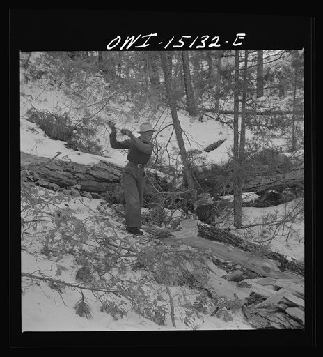 Untitled photo, possibly related to: Trampas, New Mexico. The United States Forest service marked this dead tree. Juan Lopez, the majordomo (mayor) [i.e., steward], and his son cut it down, split it up, and carry it home for fuel