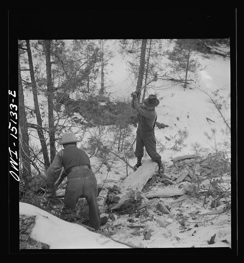 Trampas, New Mexico. The United States Forest service marked this dead tree. Juan Lopez, the majordomo (mayor) [i.e., steward], and his son cut it down, split it up, and carry it home for fuel