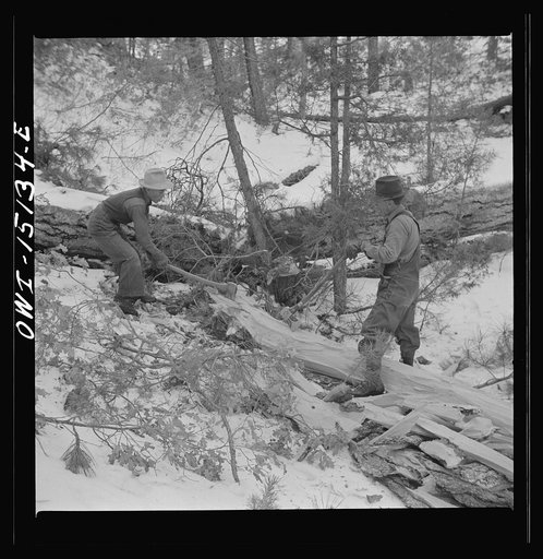 Untitled photo, possibly related to: Trampas, New Mexico. The United States Forest service marked this dead tree. Juan Lopez, the majordomo (mayor) [i.e., steward], and his son cut it down, split it up, and carry it home for fuel