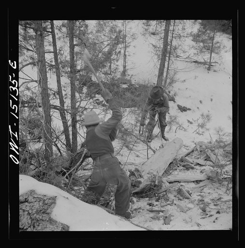 Trampas, New Mexico. The United States Forest service marked this dead tree. Juan Lopez, the majordomo (mayor) [i.e., steward], and his son cut it down, split it up, and carry it home for fuel