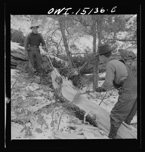 Untitled photo, possibly related to: Trampas, New Mexico. The United States Forest service marked this dead tree. Juan Lopez, the majordomo (mayor) [i.e., steward], and his son cut it down, split it up, and carry it home for fuel