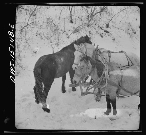 Trampas, New Mexico. Loose stock followed Juan Lopez, the majordomo (mayor) [i.e., steward], and his team into the mountains, apparently for company, and spent the time munching dead oak leaves in the snow