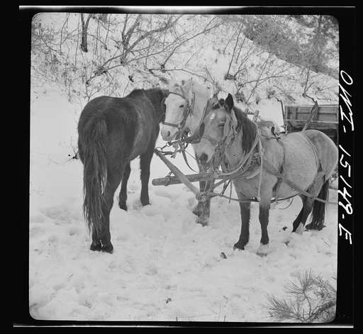 Untitled photo, possibly related to: Trampas, New Mexico. Loose stock followed Juan Lopez, the majordomo (mayor) [i.e., steward], and his team into the mountains, apparently for company, and spent the time munching dead oak leaves in the snow