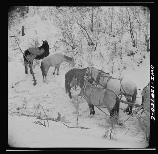 Trampas, New Mexico. Loose stock followed Juan Lopez, the majordomo (mayor) [i.e., steward], and his team into the mountains, apparently for company, and spent that time munching dead oak leaves in the snow