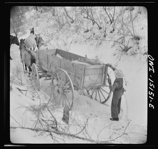 Untitled photo, possibly related to: Trampas, New Mexico. Loose stock followed Juan Lopez, the majordomo (mayor) [i.e., steward], and his team into the mountains, apparently for company, and spent the time munching dead oak leaves in the snow
