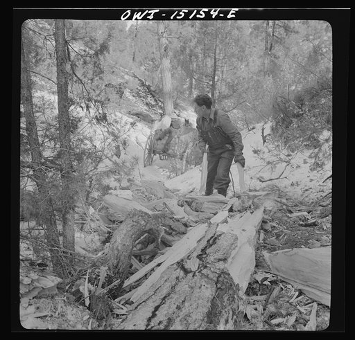 Untitled photo, possibly related to: Trampas, New Mexico. The United States Forest service marked this dead tree. Juan Lopez, the majordomo (mayor) [i.e., steward], and his son cut it down, split it up, and carry it home for fuel