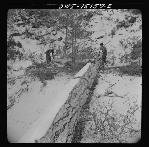 Trampas, New Mexico. The United States Forest service marked this dead tree. Juan Lopez, the majordomo (mayor) [i.e., steward], and his son cut it down, split it up, and carry it home for fuel