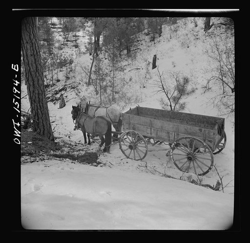 Untitled photo, possibly related to: Trampas, New Mexico. Loose stock followed Juan Lopez, the majordomo (mayor) [i.e., steward], and his team into the mountains, apparently for company, and spent that time munching dead oak leaves in the snow