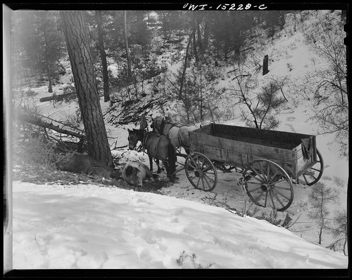 Untitled photo, possibly related to: Trampas, New Mexico. Juan Lopez, the majordomo (mayor) [i.e., steward], and his son homeward bound from a trip to the mountains after firewood