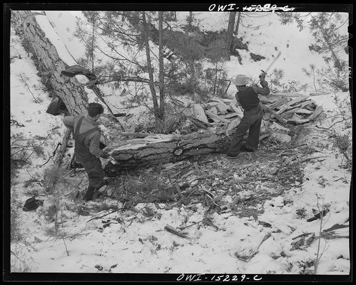 Untitled photo, possibly related to: Trampas, New Mexico. The United States Forest Service marked this dead tree. Juan Lopez, the majordomo (mayor) [i.e., steward], and his son cut it down, split it up, and carry it home for fuel