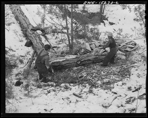 Untitled photo, possibly related to: Trampas, New Mexico. The United States Forest Service marked this dead tree. Juan Lopez, the majordomo (mayor) [i.e., steward], and his son cut it down, split it up, and carry it home for fuel