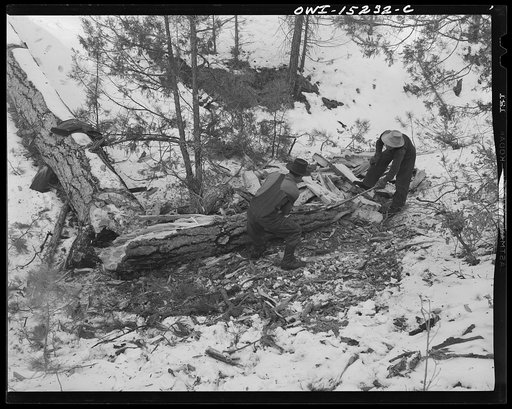 Trampas, New Mexico. The United States Forest Service marked this dead tree. Juan Lopez, the majordomo (mayor) [i.e., steward], and his son cut it down, split it up, and carry it home for fuel