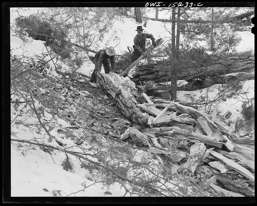 Trampas, New Mexico. The United States Forest Service marked this dead tree. Juan Lopez, the majordomo (mayor) [i.e., steward], and his son cut it down, split it up, and carry it home for fuel