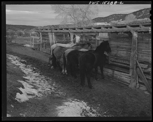 Trampas, New Mexico. Horses belonging to Juan Lopez, the Majordomo (mayor) [i.e., steward], being fed in the early morning. During the winter months, the day's work often consists of a trip to the mountains after firewood