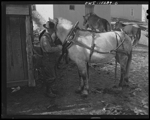 Trampas, New Mexico. Juan Lopez harnessing up the team for a trip to the mountains in order to collect for wood