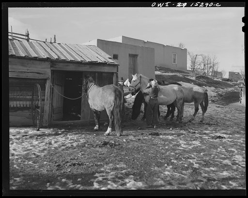 Untitled photo, possibly related to: Trampas, New Mexico. Juan Lopez harnessing up the team for a trip to the mountains in order to collect for wood