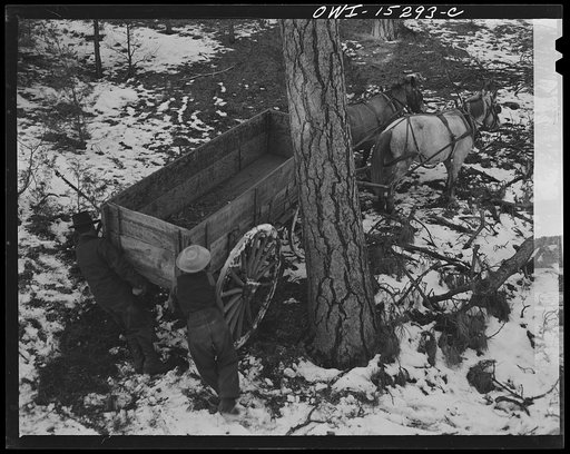 Trampas, New Mexico. Juan Lopez, the majordomo (mayor) [i.e., steward], on a trip after wood, high in the sugar pine forests where horse and wagon must make their own road