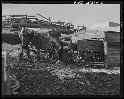 Trampas, New Mexico. Juan Lopez, the majordomo (mayor) [i.e., steward], harnessing up the teams, ready for a trip to the mountains for wood