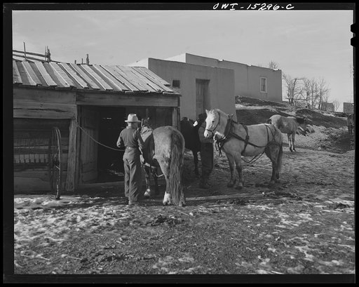 Untitled photo, possibly related to: Trampas, New Mexico. Juan Lopez harnessing up the team for a trip to the mountains in order to collect for wood