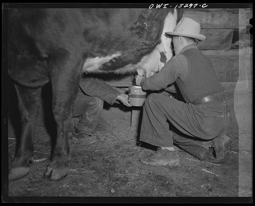 Untitled photo, possibly related to: Trampas, New Mexico. Each morning Juan Lopez's boy milks the cow which yields about a lard can of milk. It is used on their mush and in coffee, rarely as a drink