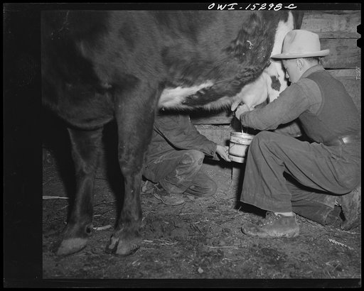 Trampas, New Mexico. Each morning Juan Lopez's boy milks the cow which yields about a lard can of milk. It is used on their mush and in coffee, rarely as a drink