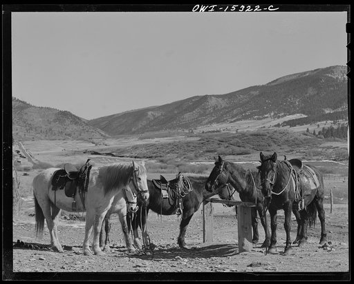Chacon, Mora County, New Mexico. Saddle horses