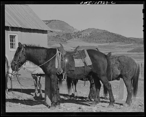 Chacon, Mora County, New Mexico. Saddle horses