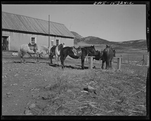 Untitled photo, possibly related to: Chacon, Mora county, New Mexico. Saddle horses