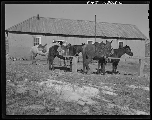 Untitled photo, possibly related to: Chacon, Mora county, New Mexico. Saddle horses