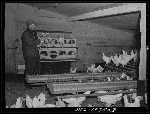 Untitled photo, possibly related to: Rio Grande, Gallia County, Ohio. Mr. Younkers in the poultry house on Fred Bowers farm. He was hired here after he completed a farm labor training course at Ohio State University