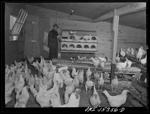 Rio Grande, Gallia County, Ohio. Mr. Younkers in the poultry house on Fred Bowers farm. He was hired here after he completed a farm labor training course at Ohio State University