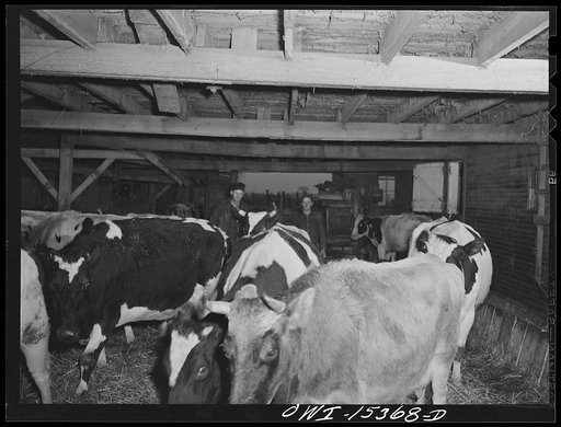 Untitled photo, possibly related to: Rio Grande, Gallia County, Ohio. Jim Stevens and Samuel George feed 100 head of hogs on Harry Linebaugh's farm