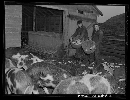 Rio Grande, Gallia County, Ohio. Jim Stevens and Samuel George feed 100 head of hogs on Harry Linebaugh's farm