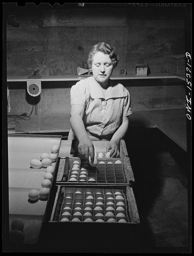 Untitled photo, possibly related to: Rio Grande, Gallia County, Ohio. Mrs. Younkers grading eggs. There are three boys in this family who will also help with farm work