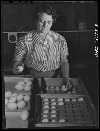 Rio Grande, Gallia County, Ohio. Mrs. Younkers grading eggs. There are three boys in this family who will also help with farm work