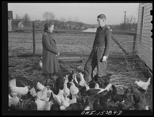 Rio Grande, Gallia County, Ohio. Reed and Evelyn Hall have their own chickens on dairy farm where Mr. Hall was employed as a result of the training program