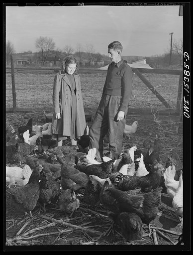 Untitled photo, possibly related to: Rio Grande, Gallia County, Ohio. Reed and Evelyn Hall have their own chickens on dairy farm where Mr. Hall was employed as a result of the training program