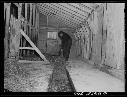 Rio Grande, Gallia County, Ohio. Reed Hall cleaning out the barn on the farm where he got a job after finishing training course at Rio Grande College
