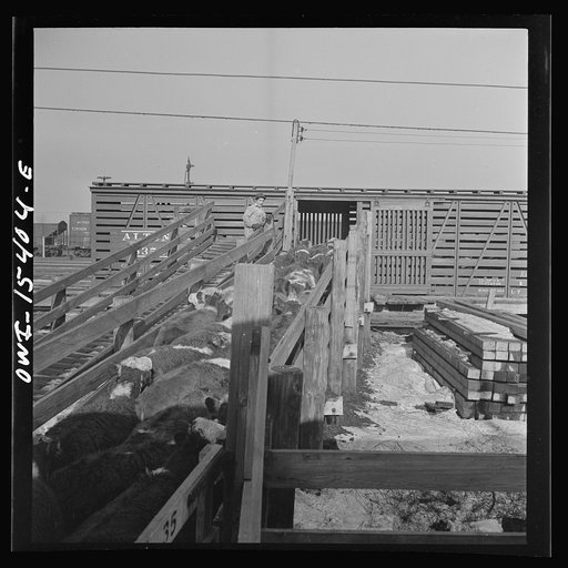 Untitled photo, possibly related to: Calumet City, Illinois. Loading cattle at the Calumet Park stockyards