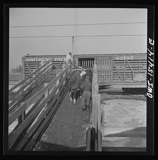 Untitled photo, possibly related to: Calumet City, Illinois. Loading cattle at the Calumet Park stockyards