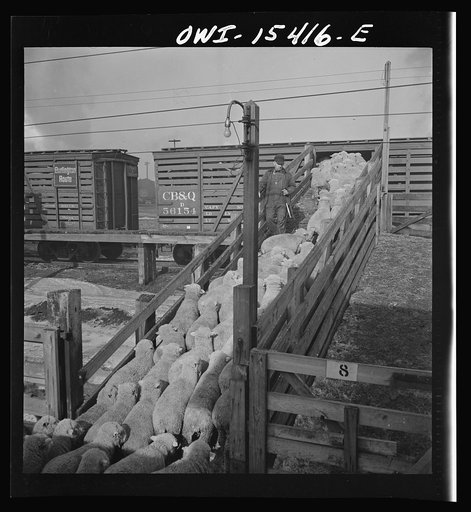 Calumet City, Illinois. Loading sheep at the Calumet Park stockyards