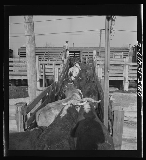 Untitled photo, possibly related to: Calumet City, Illinois. Loading cattle at the Calumet Park stockyards