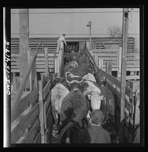 Calumet City, Illinois. Loading cattle at the Calumet Park stockyards