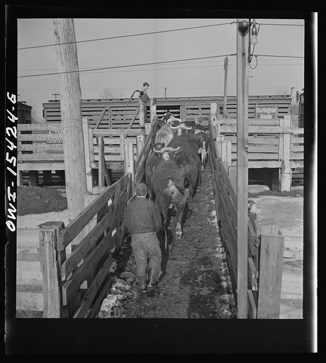 Calumet City, Illinois. Loading cattle at Calumet Park stockyards