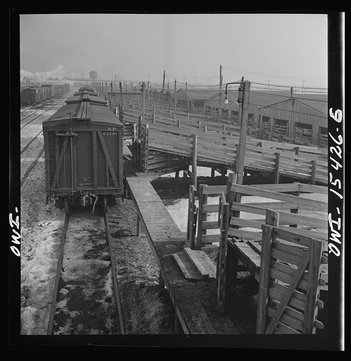 Calumet City, Illinois. Calumet Park stockyards, for feeding, quartering and resting stock that is in transit through Chicago