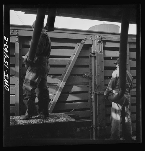 Untitled photo, possibly related to: Calumet City, Illinois. Feeding hogs at the Calumet Park stockyards. The feed is sprayed into the car through a hose