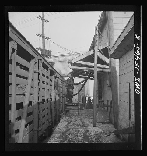 Untitled photo, possibly related to: Calumet City, Illinois. Feeding hogs at the Calumet Park stockyards. The feed is sprayed into the car through a hose